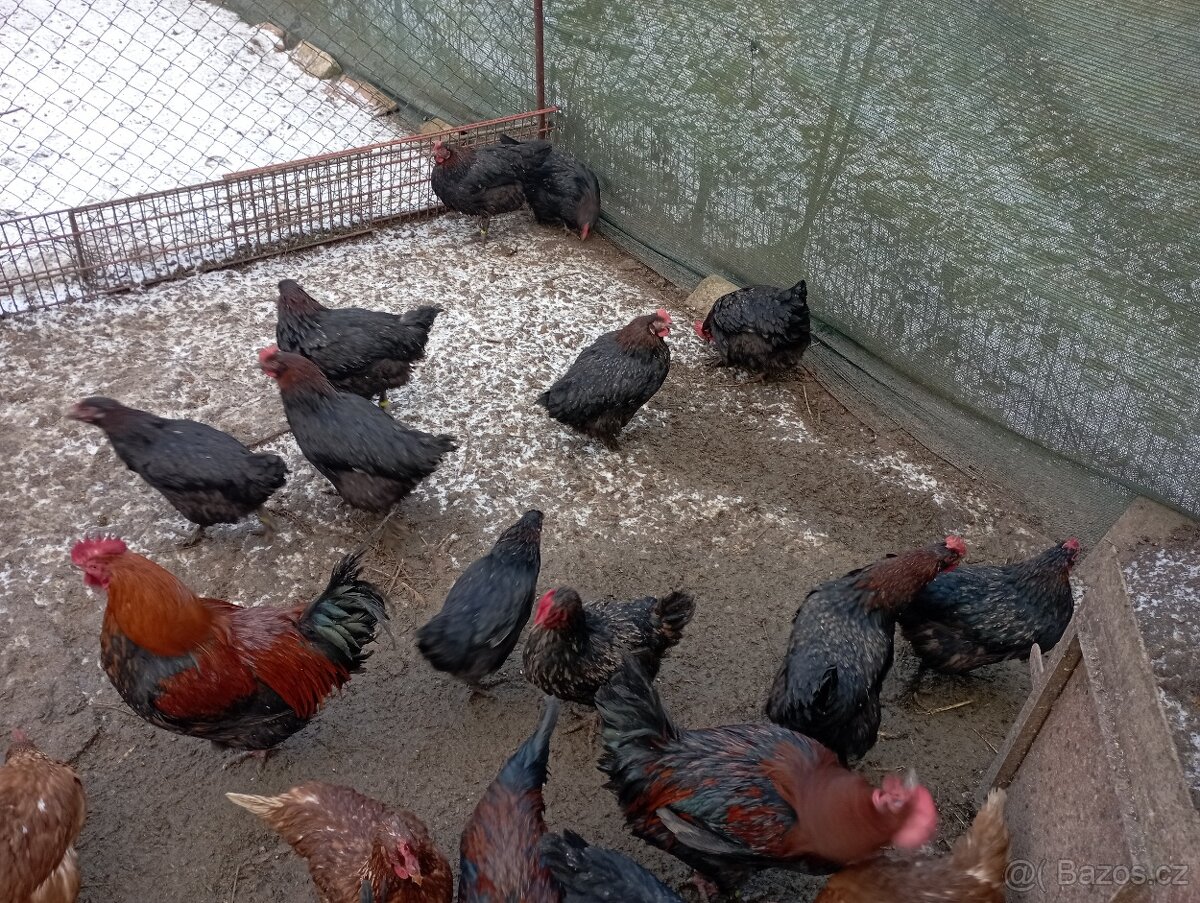 Nasadova vejce marans Brno - 2