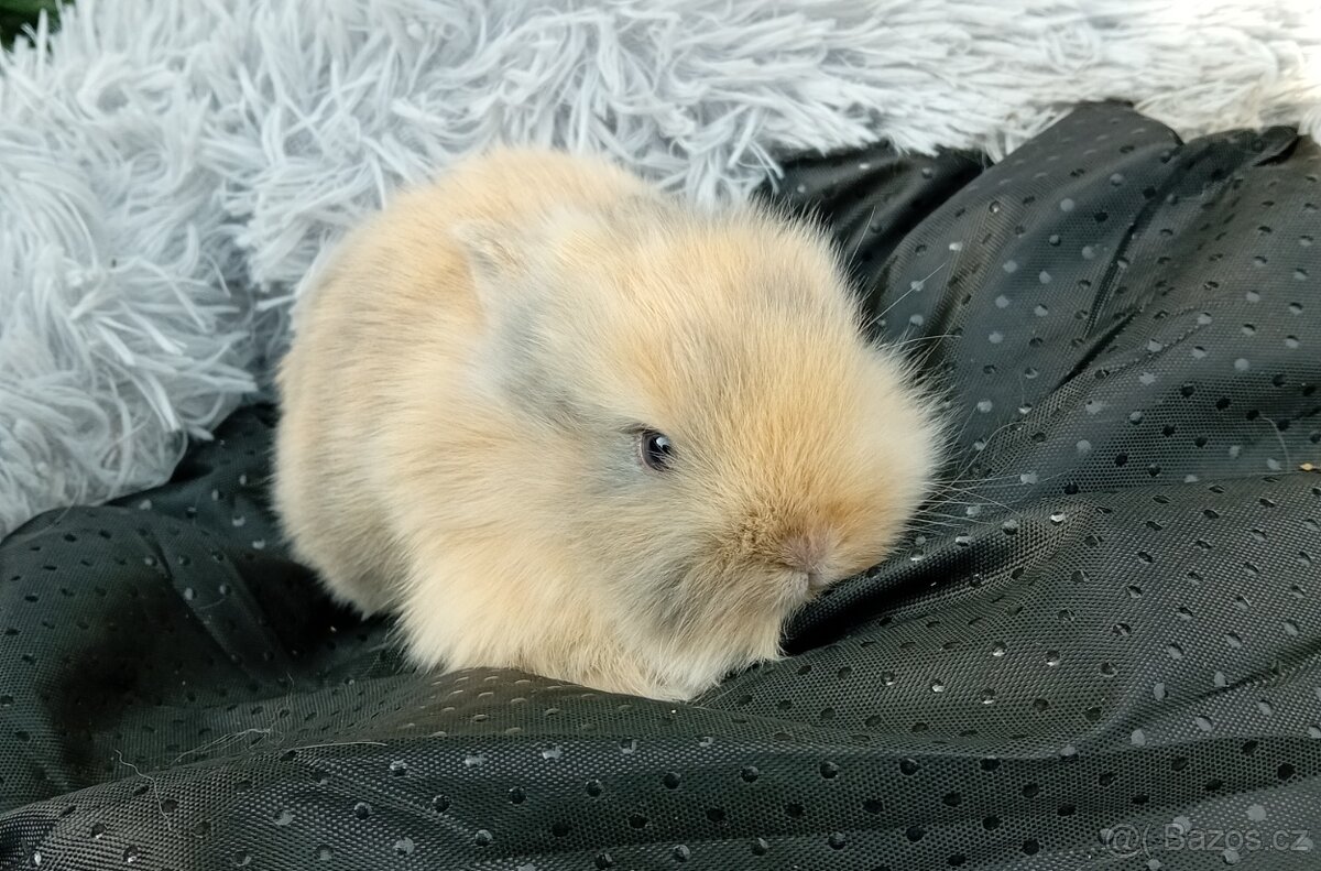 Zakrslý králíček E1 - 2