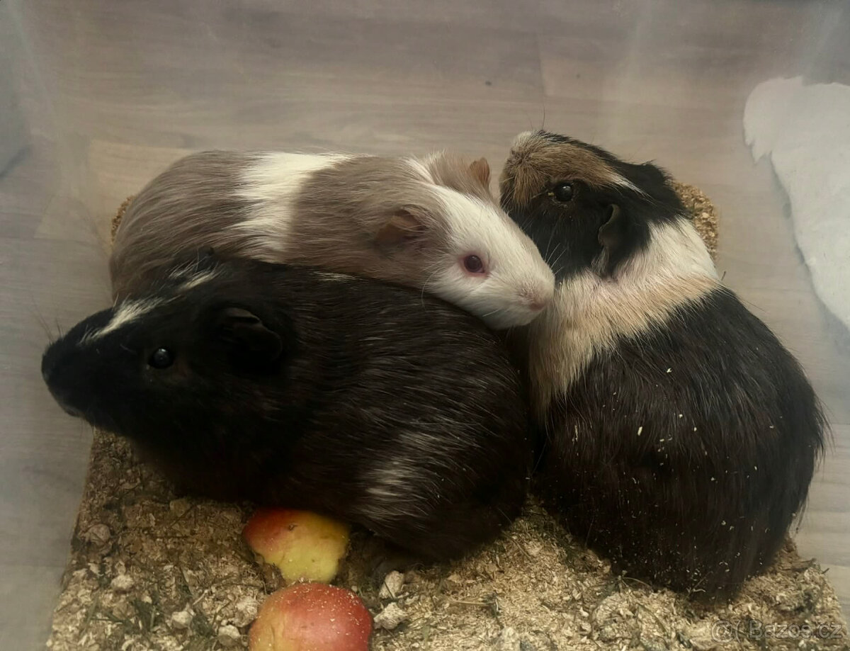 Morčata, Morče, Morča, Morčatka - 2