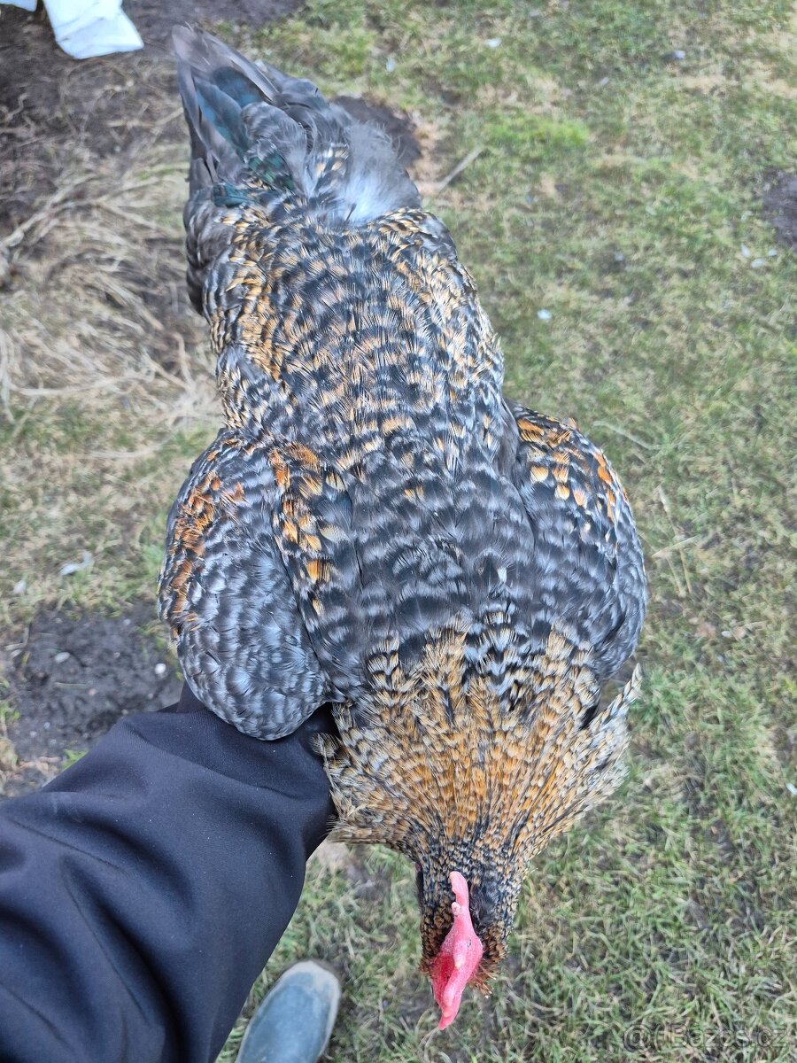 Kohout marans+legbar - 2