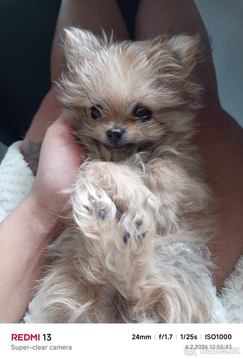 Mini pomerian - 2