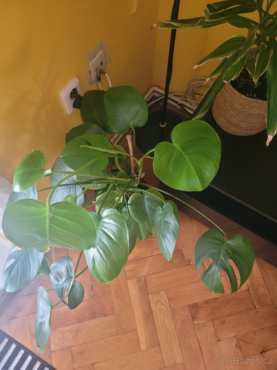 Rostlina v květináči Monstera zn. IKEA - 2