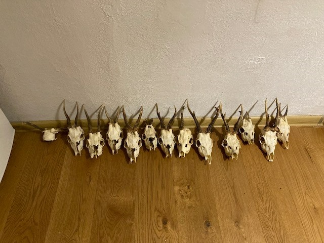 srnčí paroží - 2