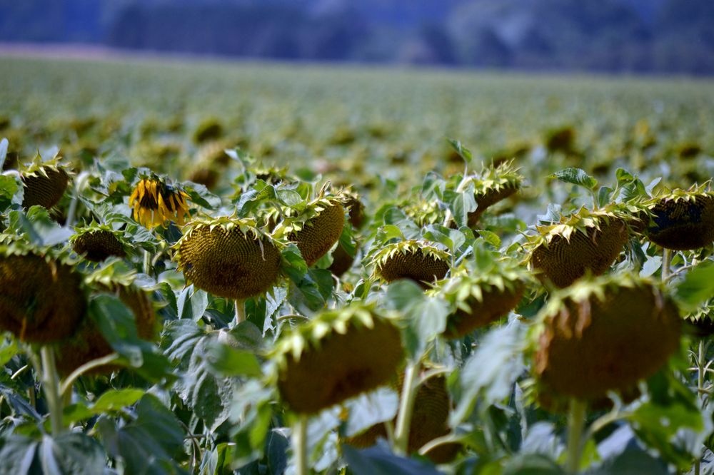 Slunečnice černá od 16,- / kg - 2