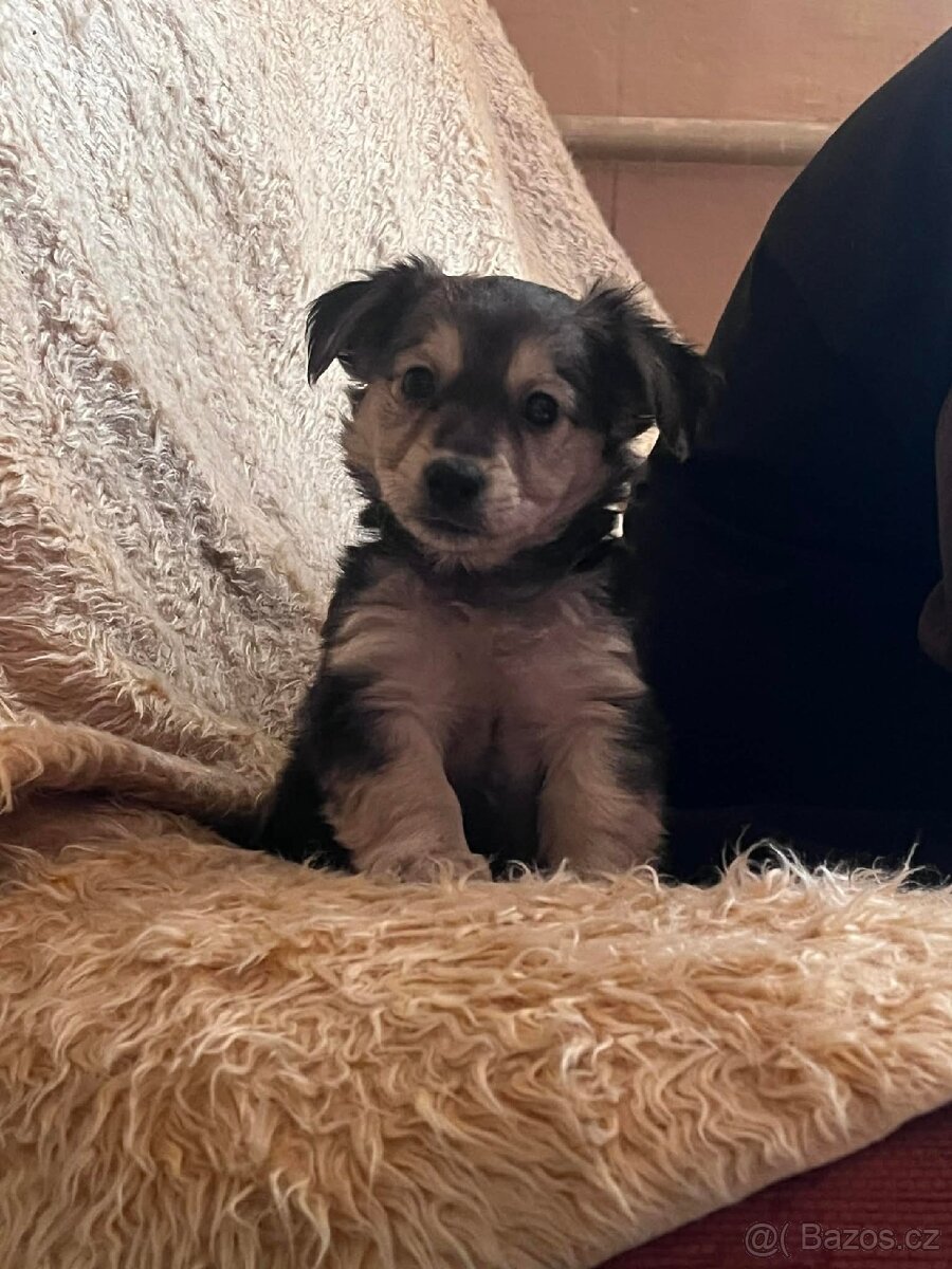 Prodám malé štěně - 2