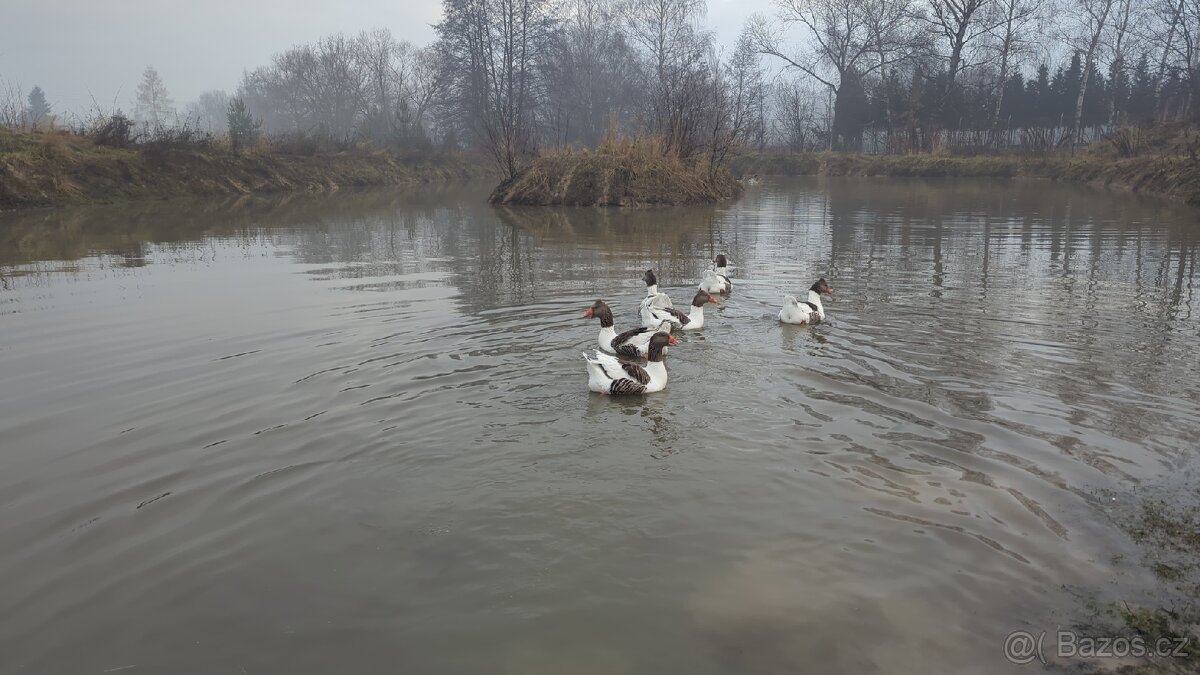 Husa Pomořanská 8 měsíční - prodám - 2