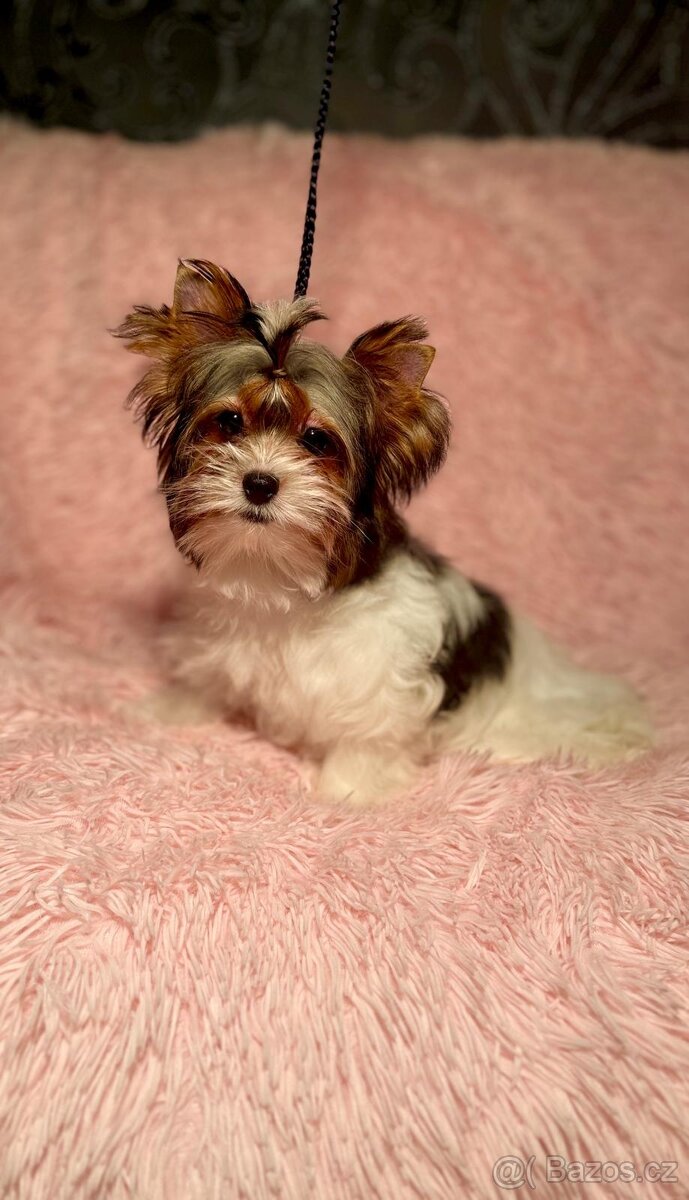 Biewer Jorkšírský teriér fenka s PP - 2