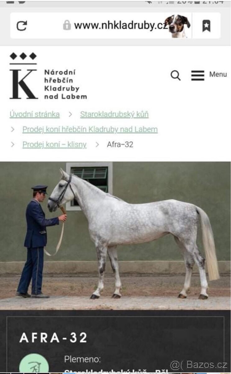 Kladrubská klisna - 2