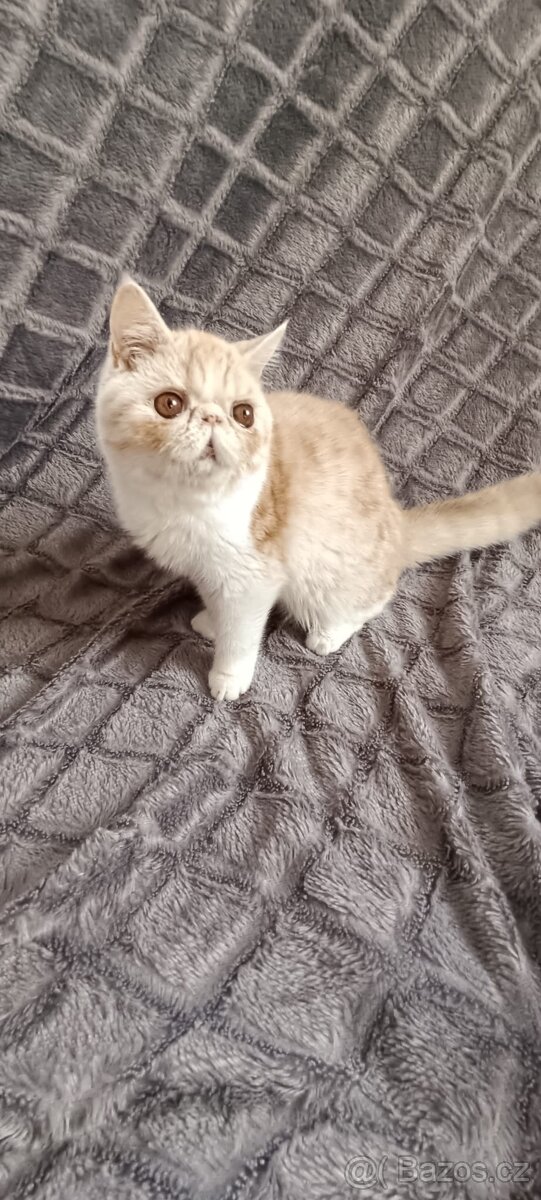 Exotická koťata - 2