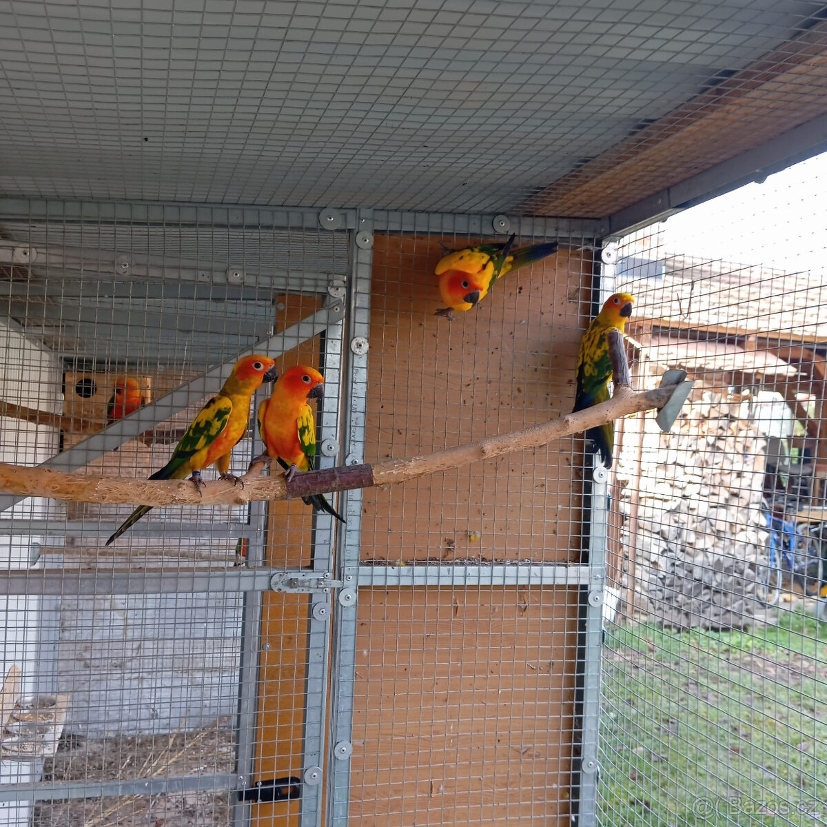 Aratinga sluneční - 2