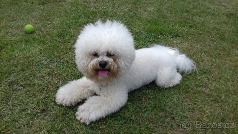 Bišonek ke krytí - 2