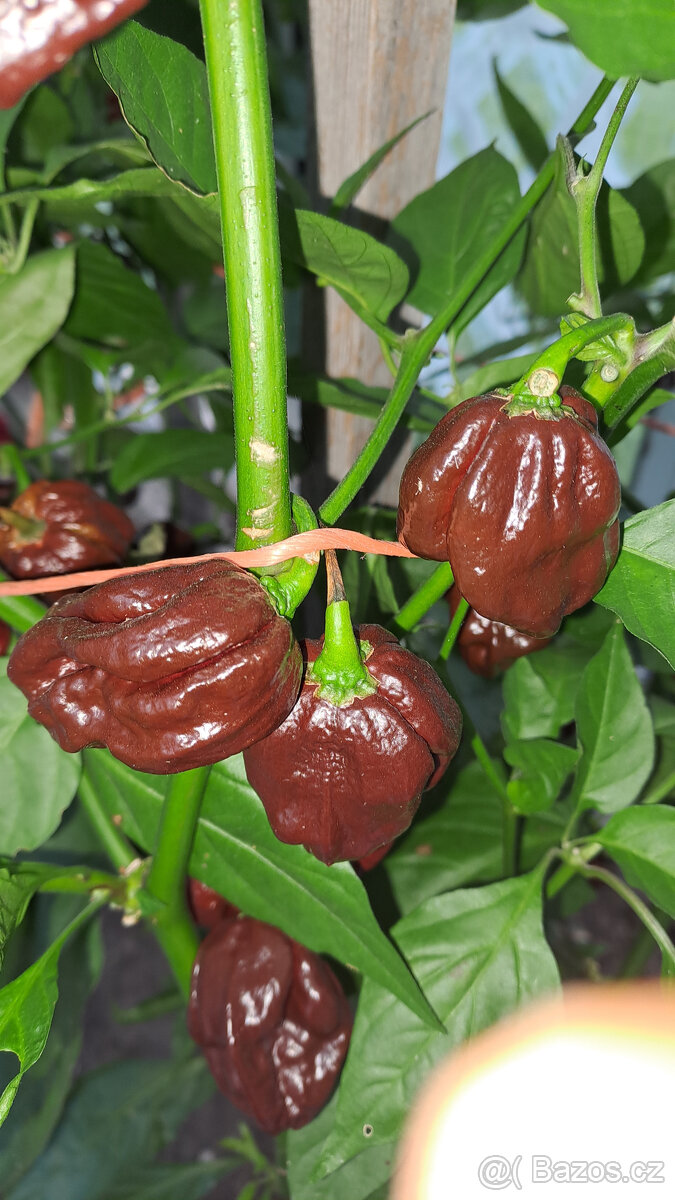 Armagedon chilli semínka - 2