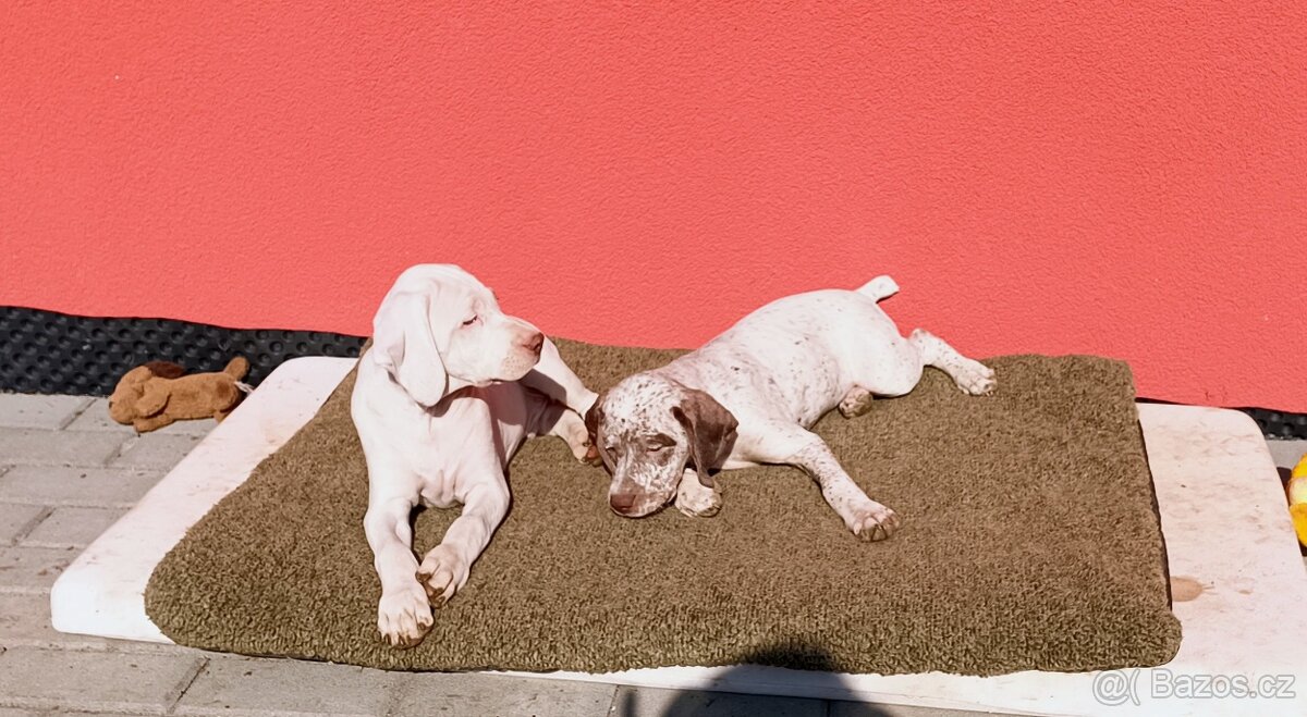 Bourbonský ohař - štěně s PP - 2