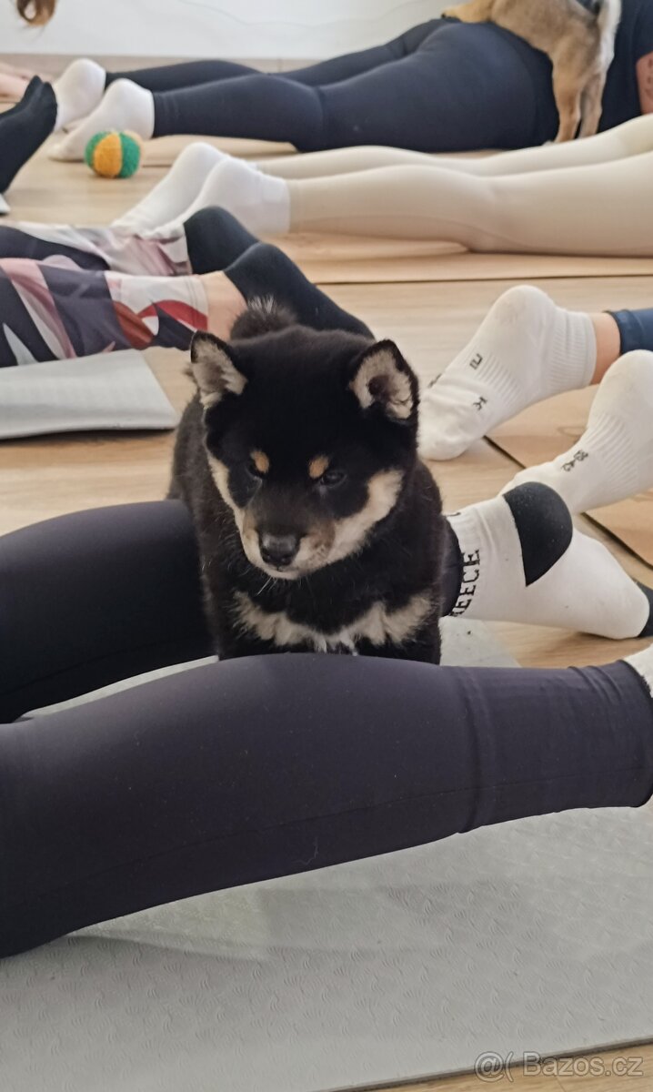Shiba Inu - 2