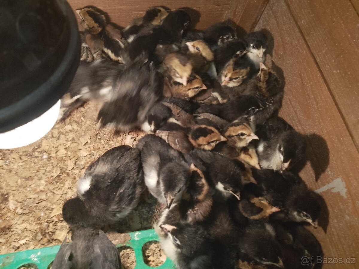 Násadová vejce - 2