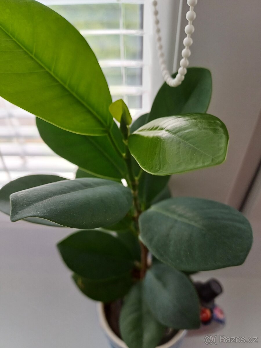 Fikus rostlina v keram.kvwtinaci a kominik - 2