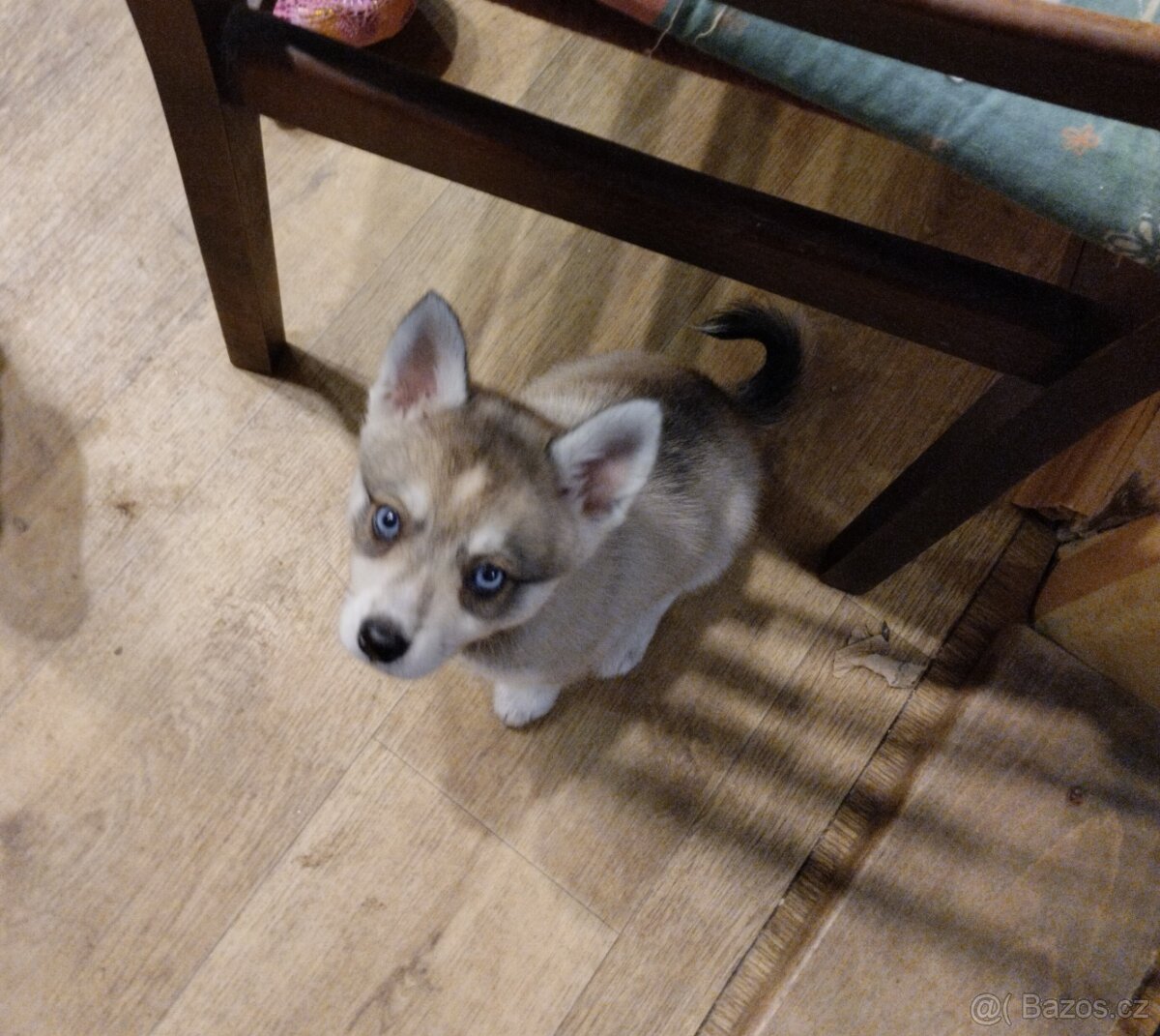 Alaskan Klee kai - 2