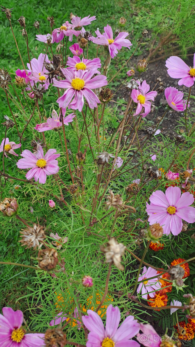 Zářivka velkokvětá (bílá,růžová) - 2