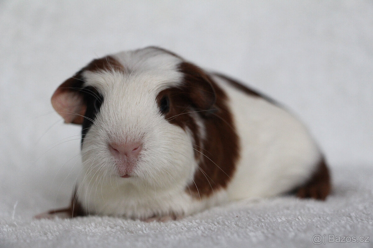 Krátkosrsté morče, morčátko, morčata s PP - 2