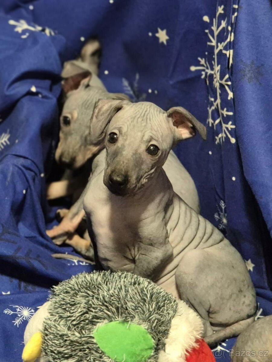 Americký bezsrstý teriér - 2