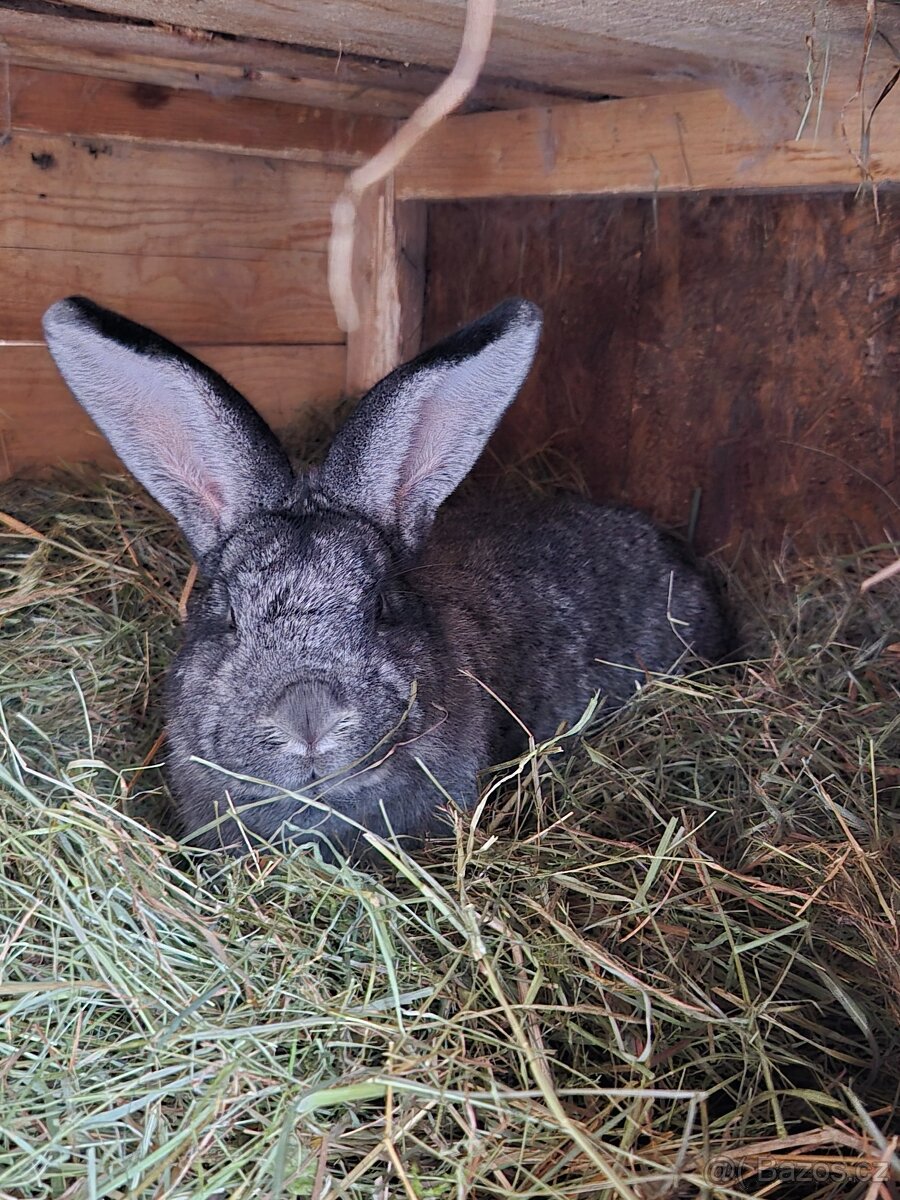 Prodám králíky - 2