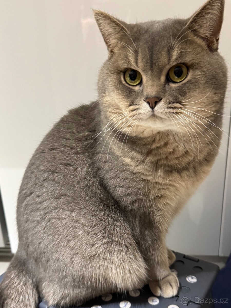 Britský kocourek ke krytí - 2