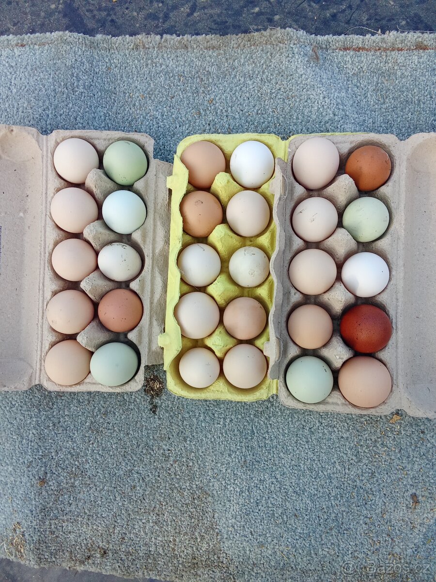 Vejce do líhně -50 kusů - 2