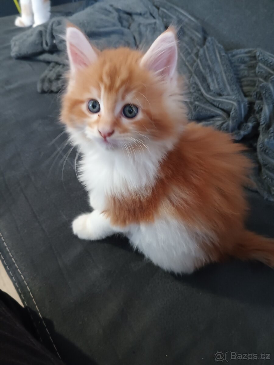 Mainská mývalí koťátka - 2