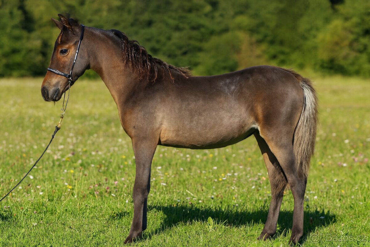 Roční minihorse klisnička - 2