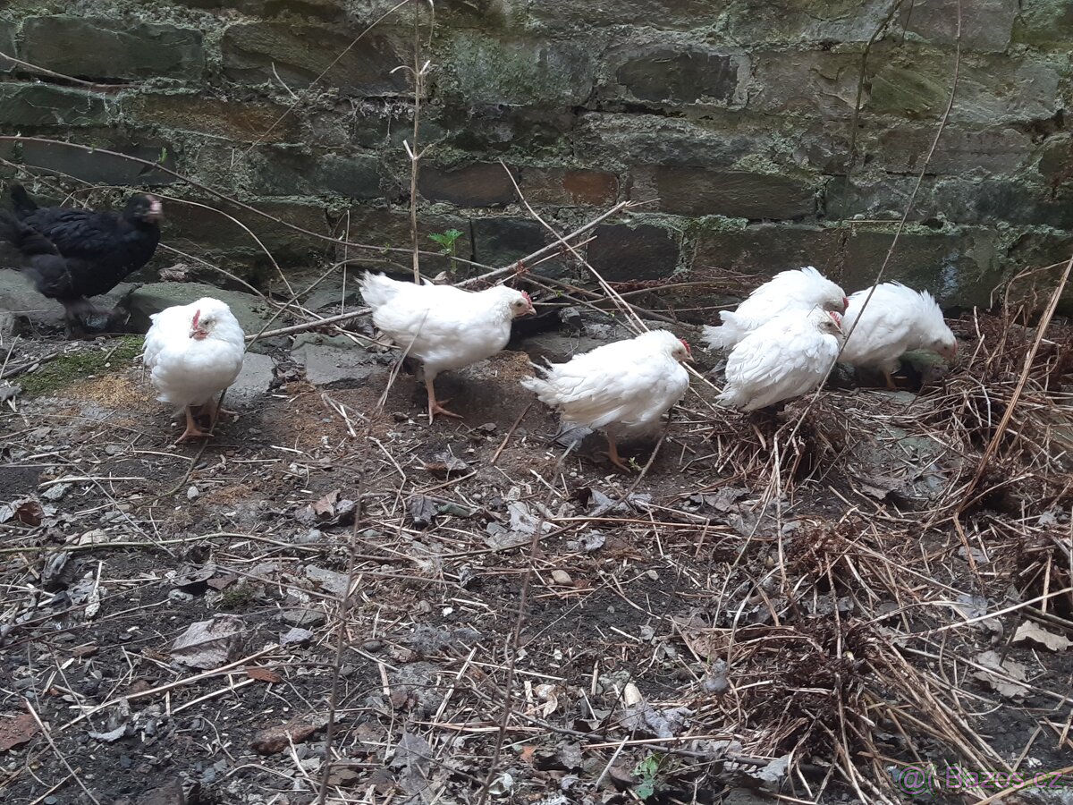 Kohoutci 0 až 8týdnů - 2