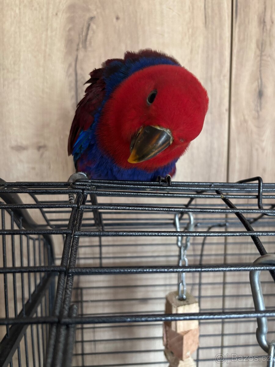 Papoušek Eklektus - 2
