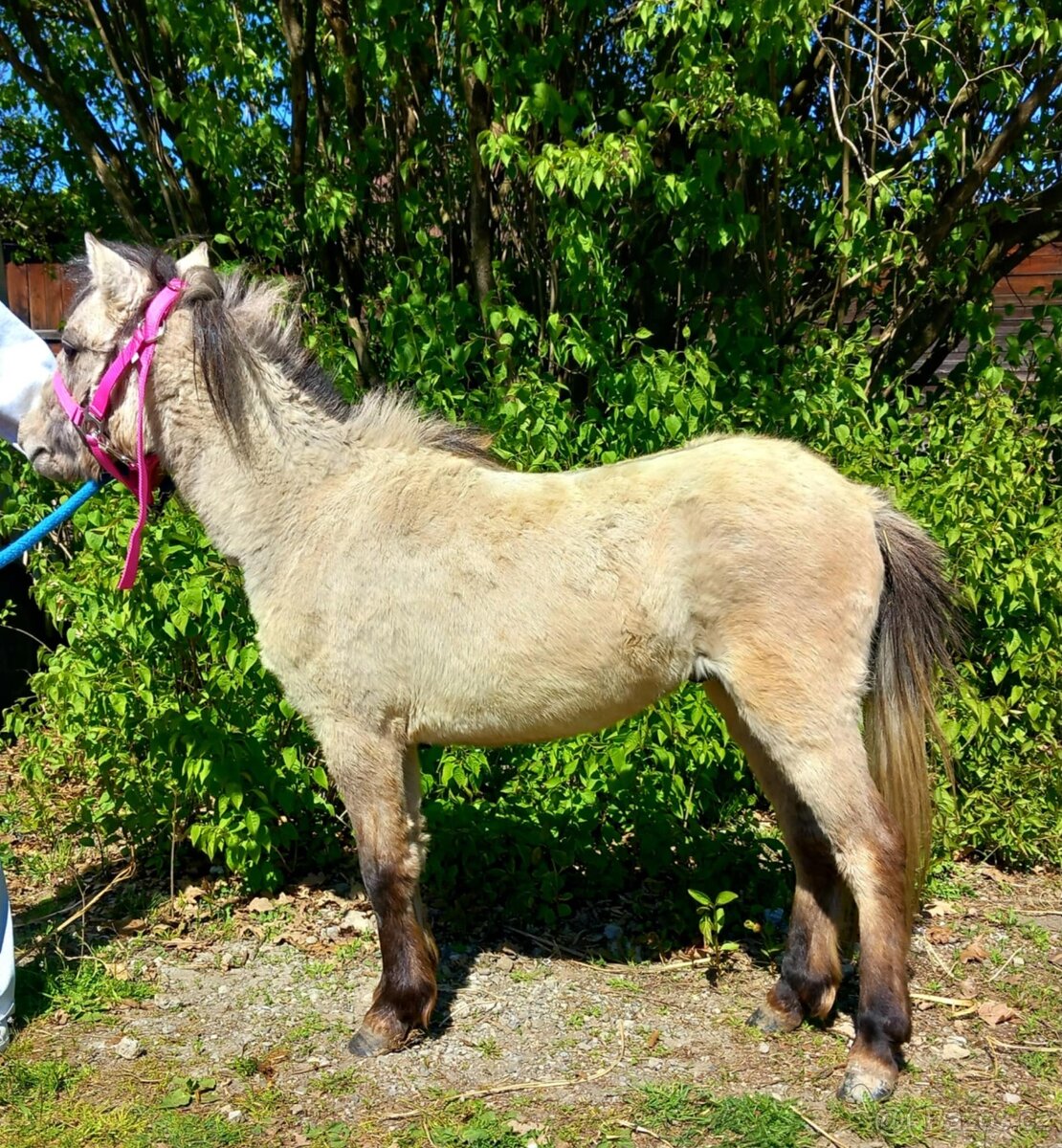 Hřebeček pony - 2