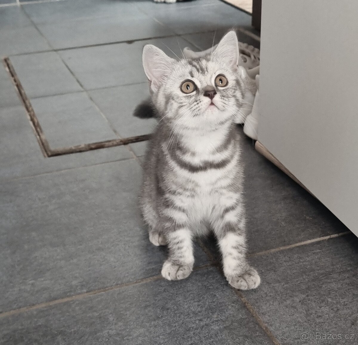 Britská kočka Whiskas - 2