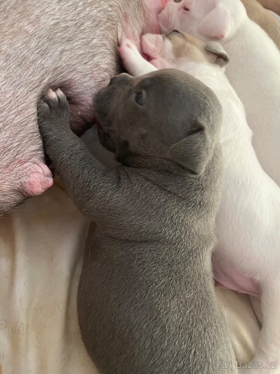 American bully pocket - 2