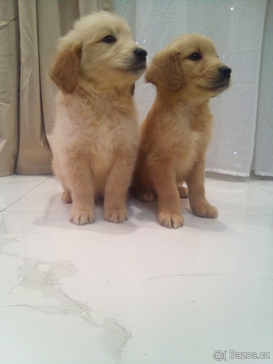 Zlatý Retrívr bez pp - 2