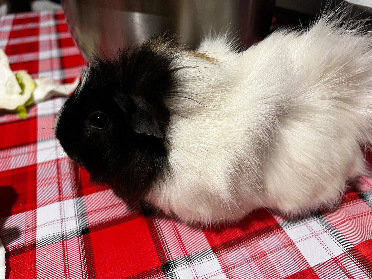 Prodám roční morčátko - 2