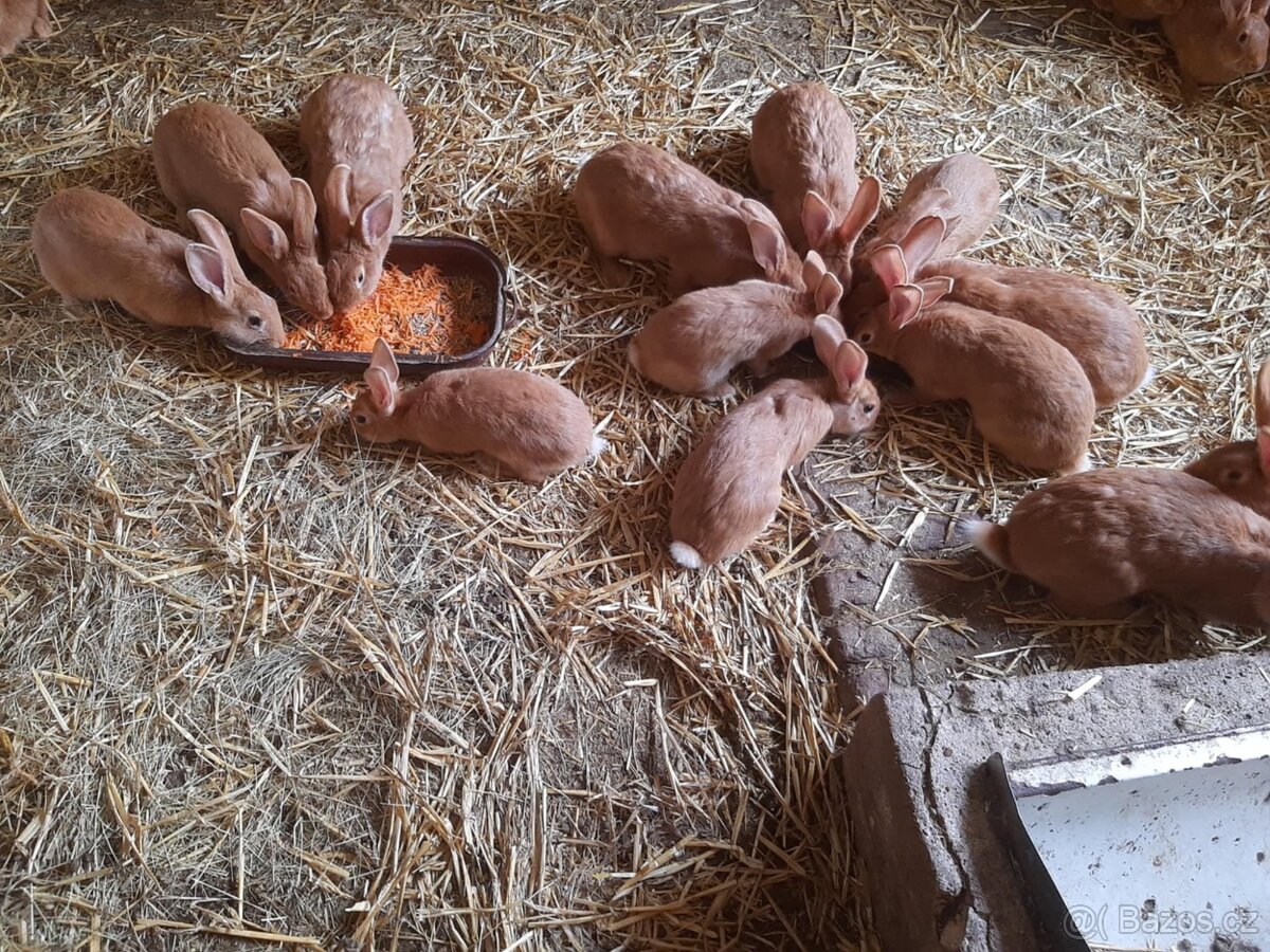 Burgunske kraliky - 2