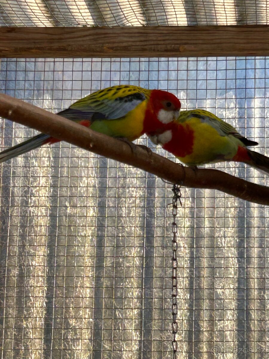 Rosela gold mantel - 2