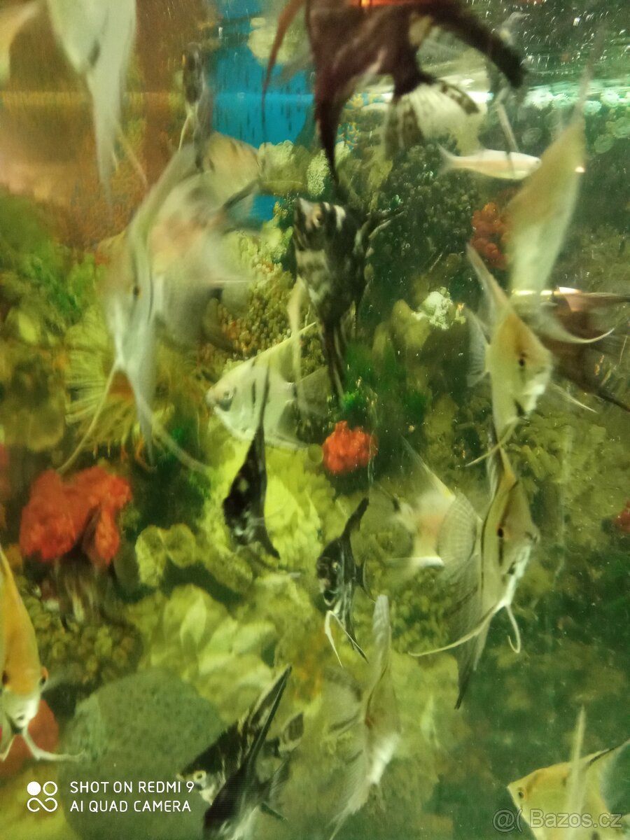 Rcetice 53 okr. CHOMUTOV - 2