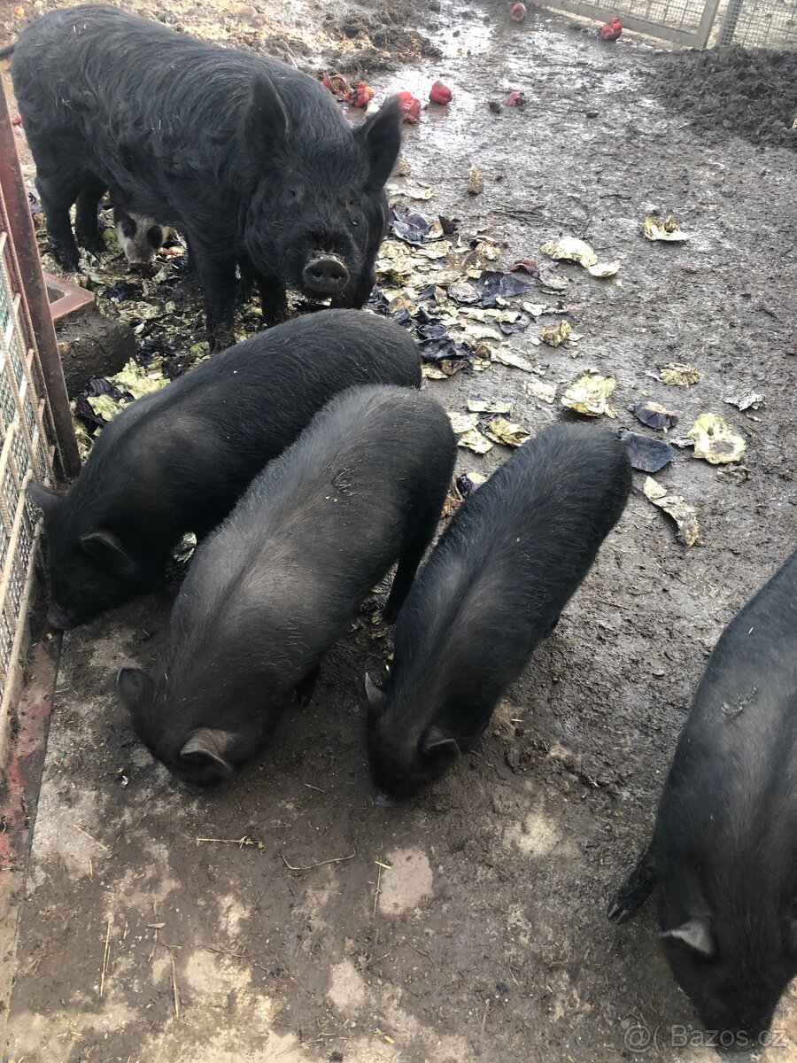 Vietnamské prase - 2