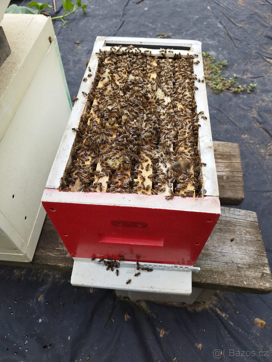 Včelí oddělky 2026 + dovoz až k vám - 2