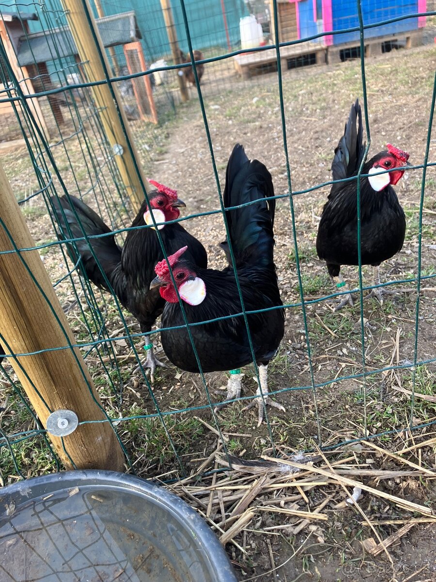 Bantamka černá - 2