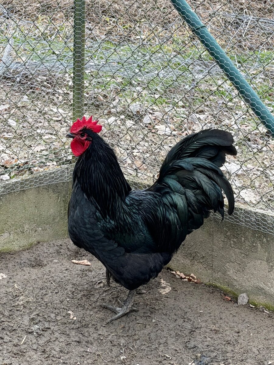 Prodám kohouty - 2
