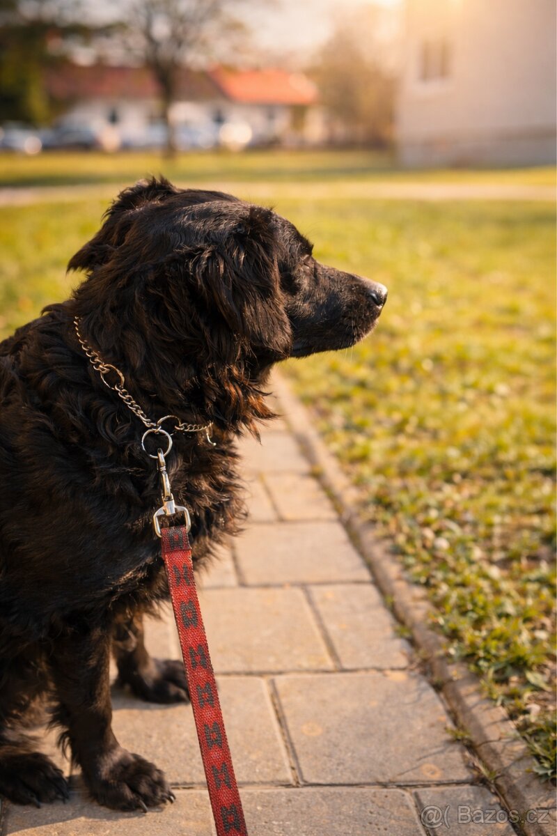 Labrador křížený s vlčákem - 2