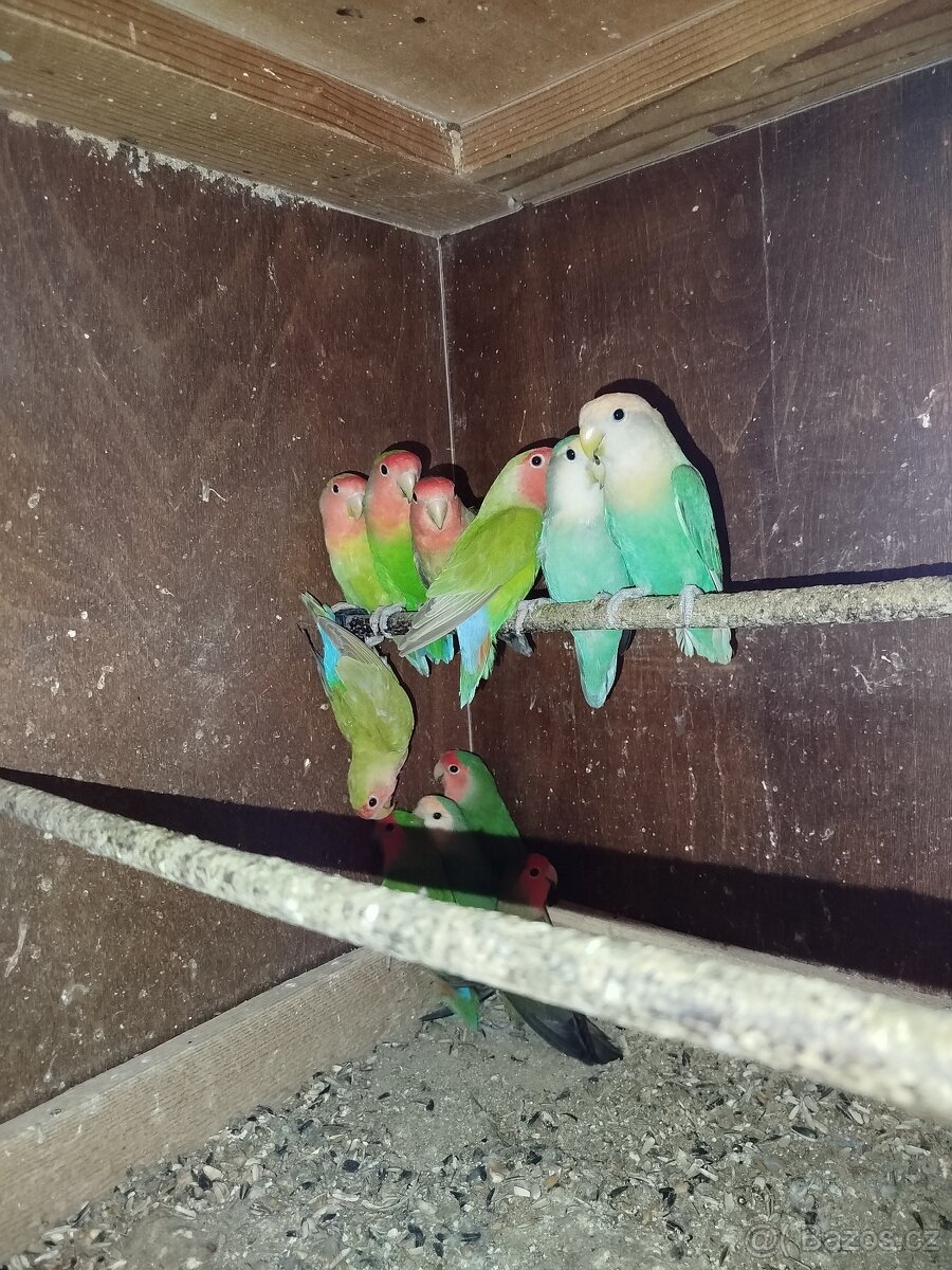 Agapornis růžohrdlý - 2