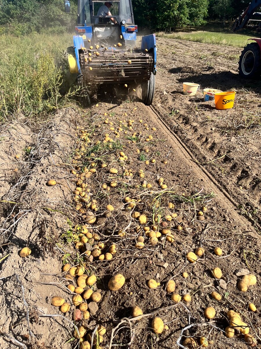 Brambory konzumní - 2