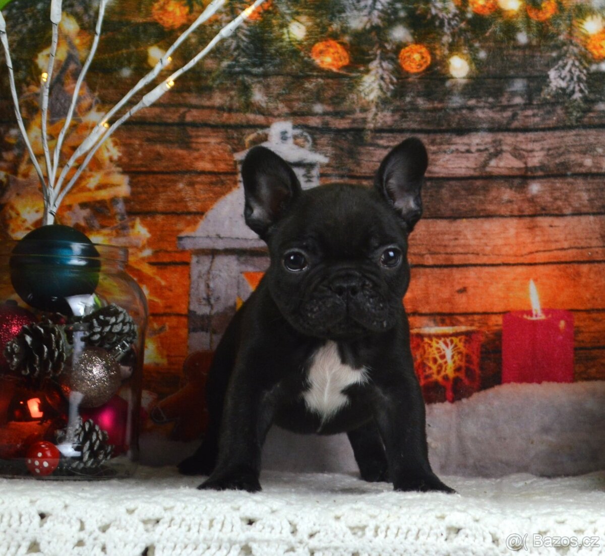 Francouzsky buldoček s PP/French bulldog - 2