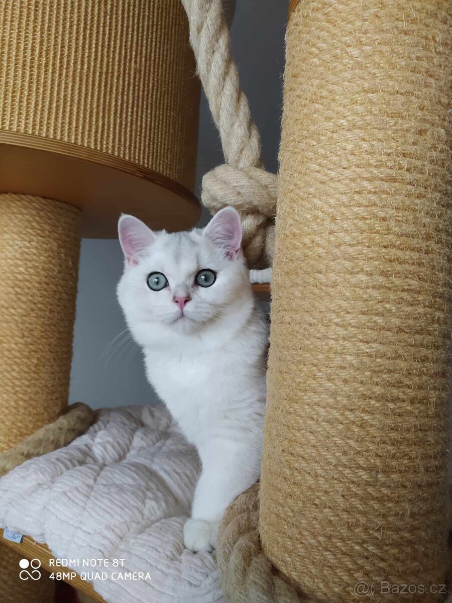 Britská shaded koťátka s PP - 2