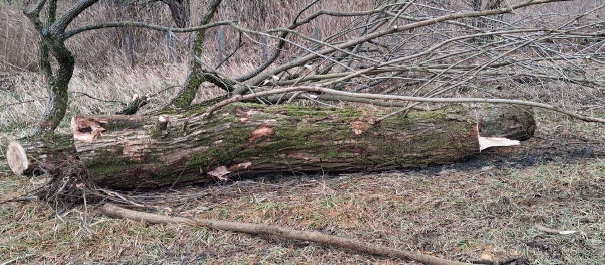 Palivové dřevo - 2