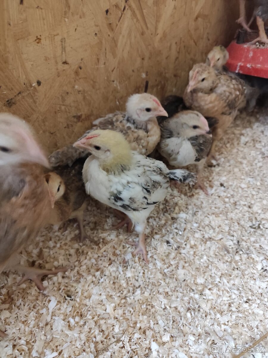 Prodám kuřata - 2